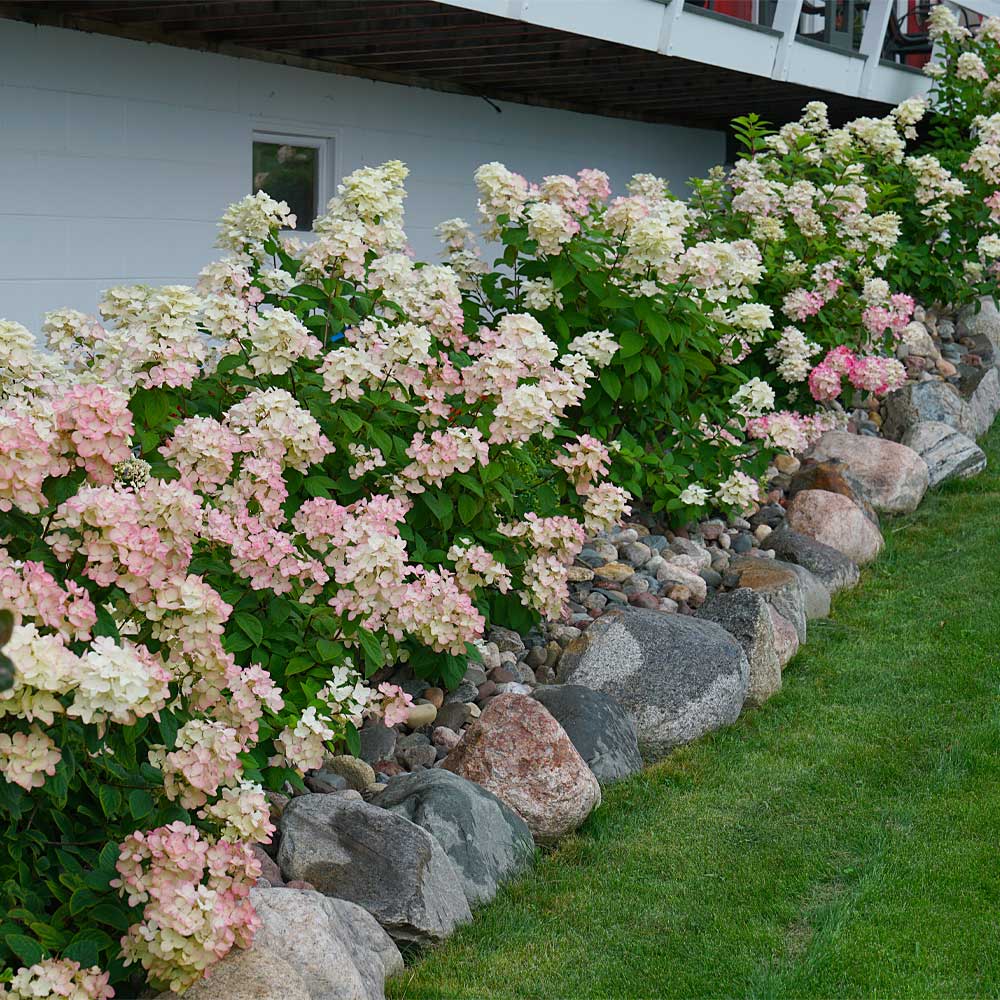 Fire Light® Hydrangea Shrub