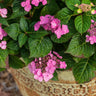 Endless Summer® Pop Star® Reblooming Hydrangea