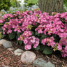 Endless Summer® Pop Star® Reblooming Hydrangea