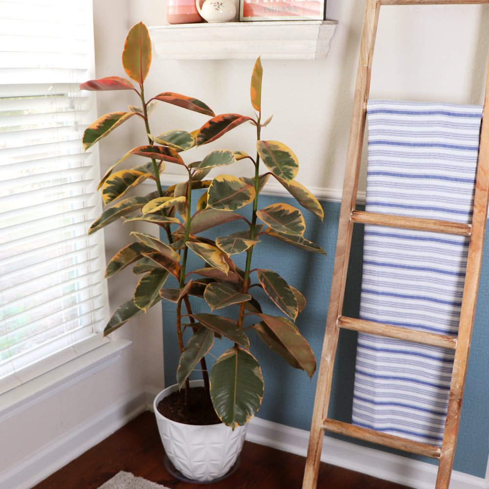 Ficus Ruby Variegated Rubber Plants for Sale