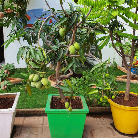 ice cream mango tree trees shown mature plants