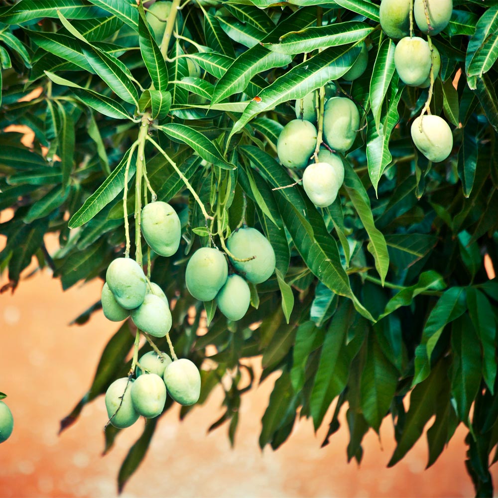  Ice  Cream  Mango Trees  for Sale FastGrowingTrees com