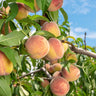 Indian Free White Peach Tree