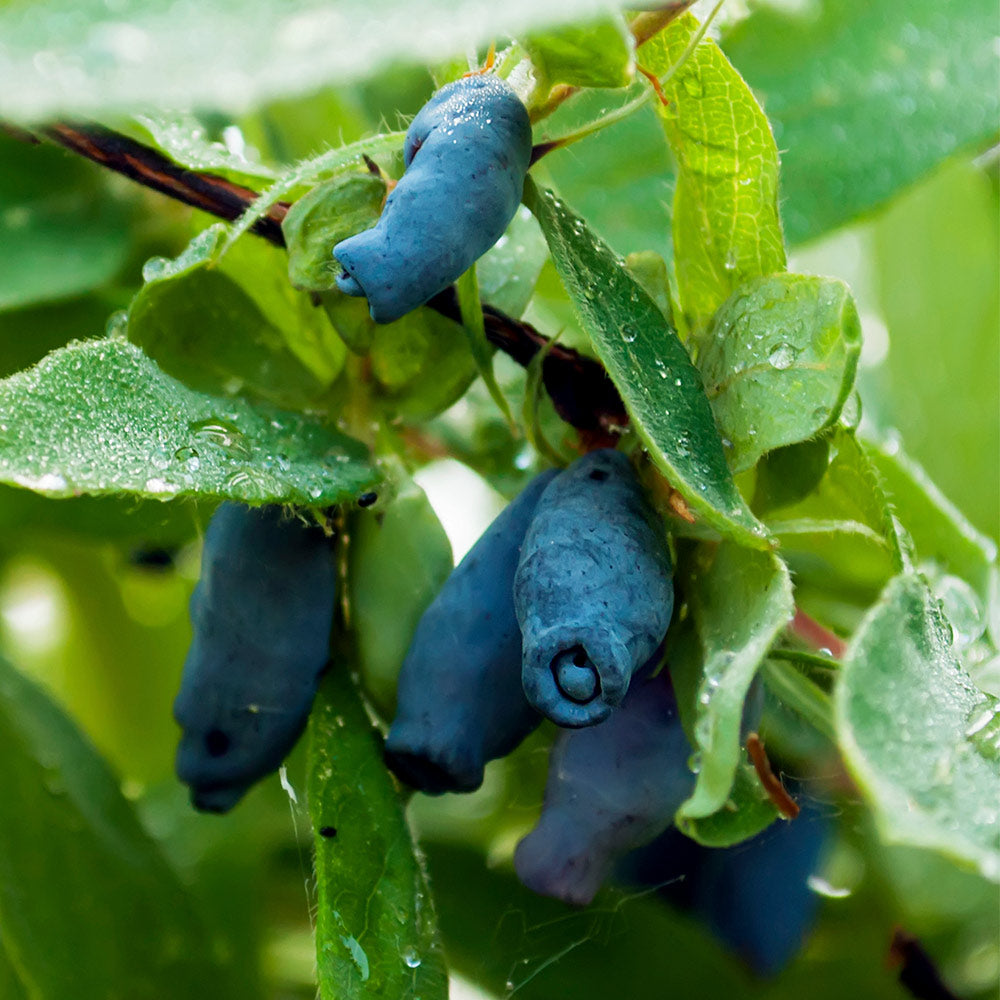 Indigo Gem Haskap (Honeyberry) Bush