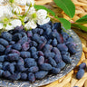 Indigo Treat Haskap (Honeyberry)