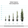 Italian Cypress Tree