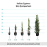 Italian Cypress