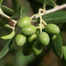 Italian Olive Tree