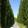 Italian Cypress Tree Arizona