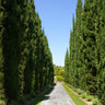 Italian Cypress