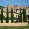 Italian Cypress