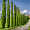 Italian Cypress Tree