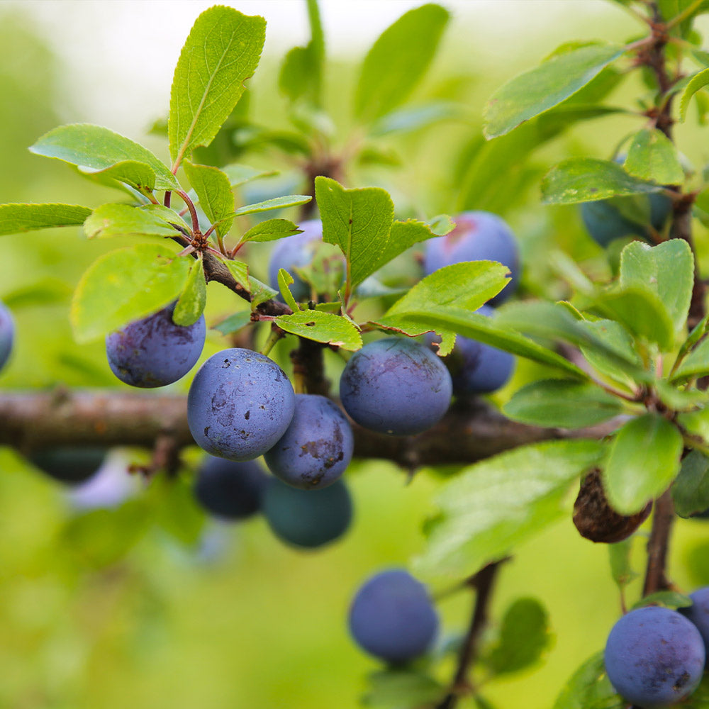 Burgundy Plum Trees for Sale