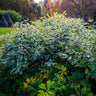 Ivory Halo Dogwood Shrub