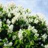 Ivory Silk Japanese Lilac Tree