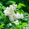 Ivory Silk Japanese Lilac Tree