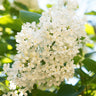 Ivory Silk Japanese Lilac Tree