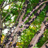 Jaboticaba Tree