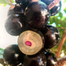 Jaboticaba Tree