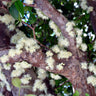 Jaboticaba Tree