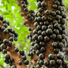 Jaboticaba Tree