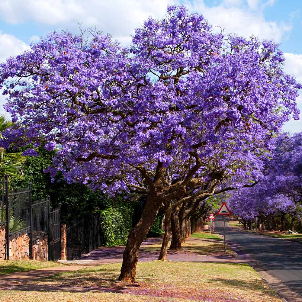 purple tree photography