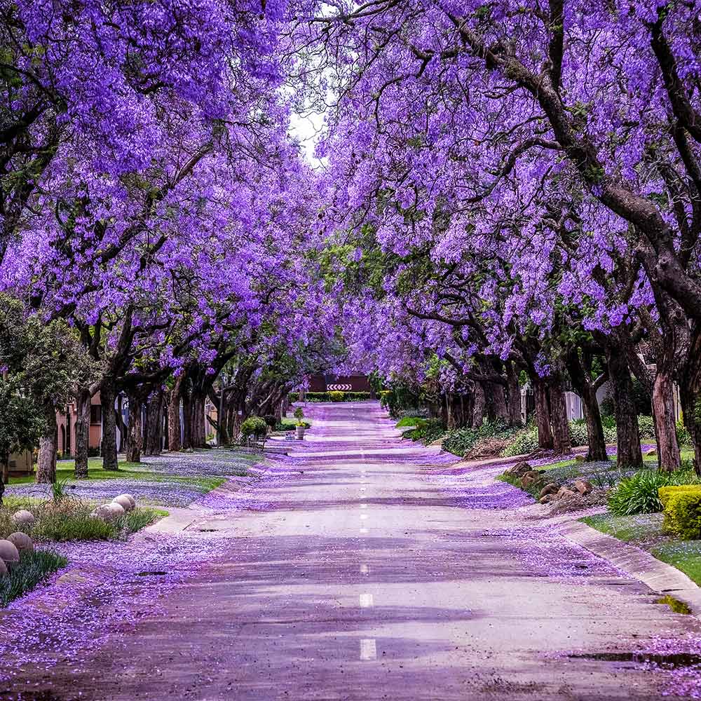 purple tree florida