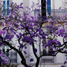 Jacaranda Tree Arizona