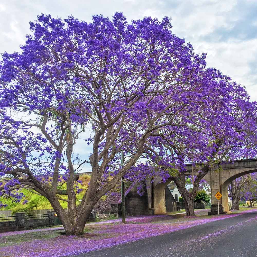 Jacaranda Tree