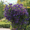 Jackmanii Clematis Vine