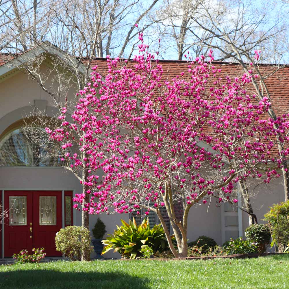 Magnolia 'Jane' – Mile Tree Lawn & Garden