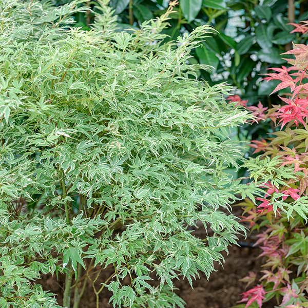 Japanese Maple Trees For Sale FastGrowingTrees Com   Japanese Maple Butterfly 600x600 00bdd538 4b45 4c08 812d C5f66dfd758c 