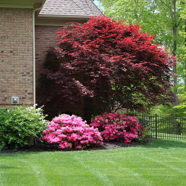Emperor Japanese Maple Trees for Sale – FastGrowingTrees.com
