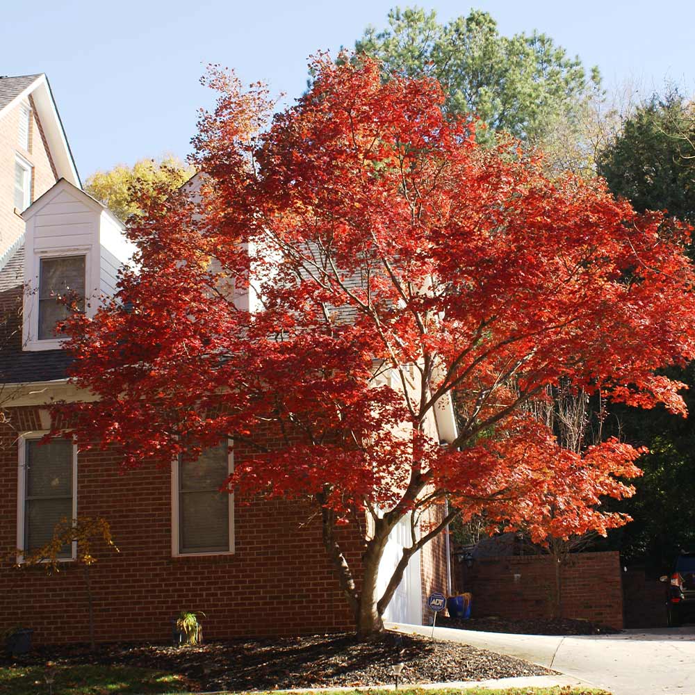 planting a japanese red maple tree