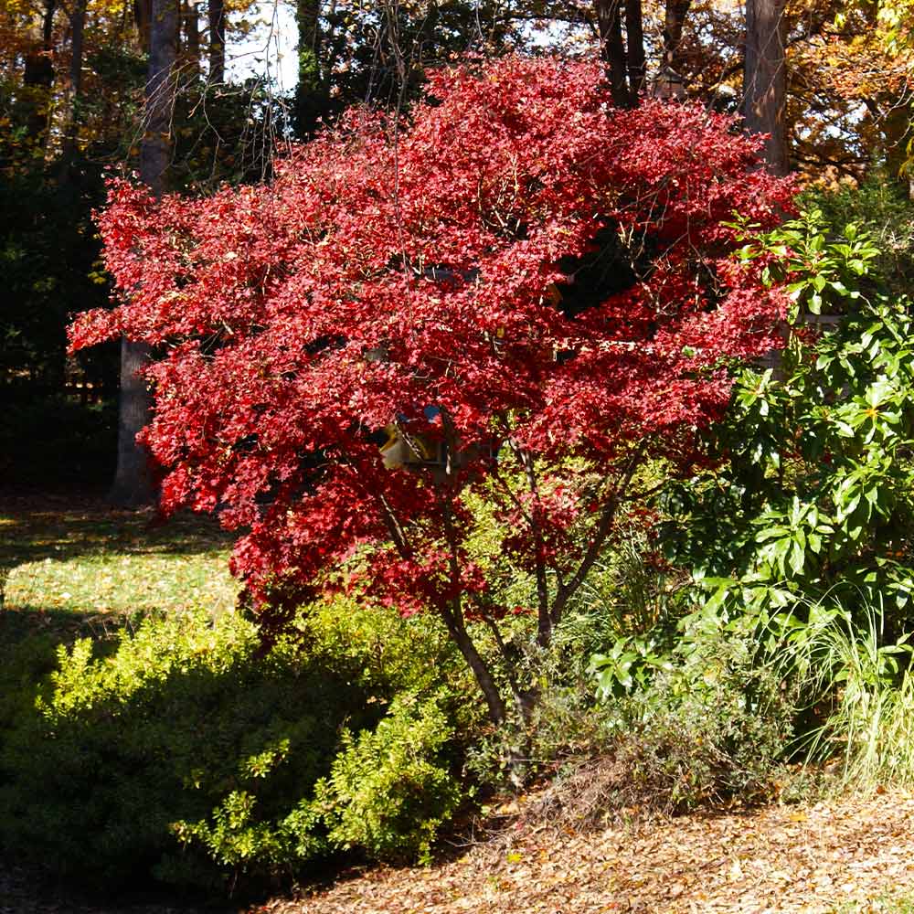 italy red japanese maple