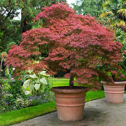 Maple Trees for Sale | FastGrowingTrees.com