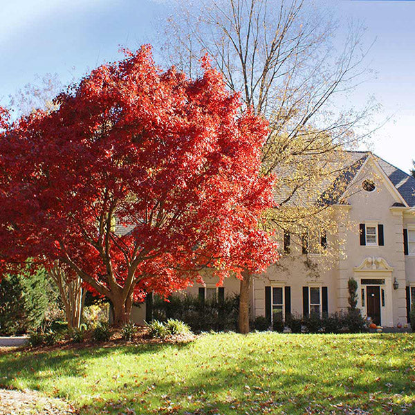 Red Japanese Maple Tree