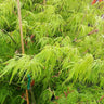 Weeping Japanese Maple 'Viridis' Tree