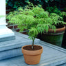 Weeping Japanese Maple 'Viridis' Tree