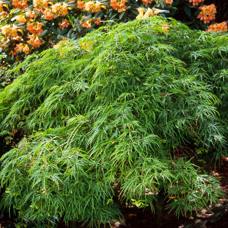 waterfall japanese maple height