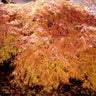 Waterfall Japanese Maple Tree