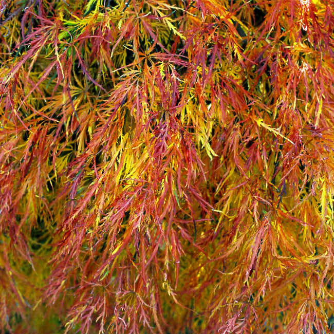 fall leaves of waterfall japanese maple