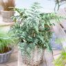 Japanese Painted Fern