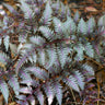 Japanese Painted Fern