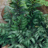 Japanese Painted Fern