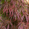 Red Select Japanese Maple Tree