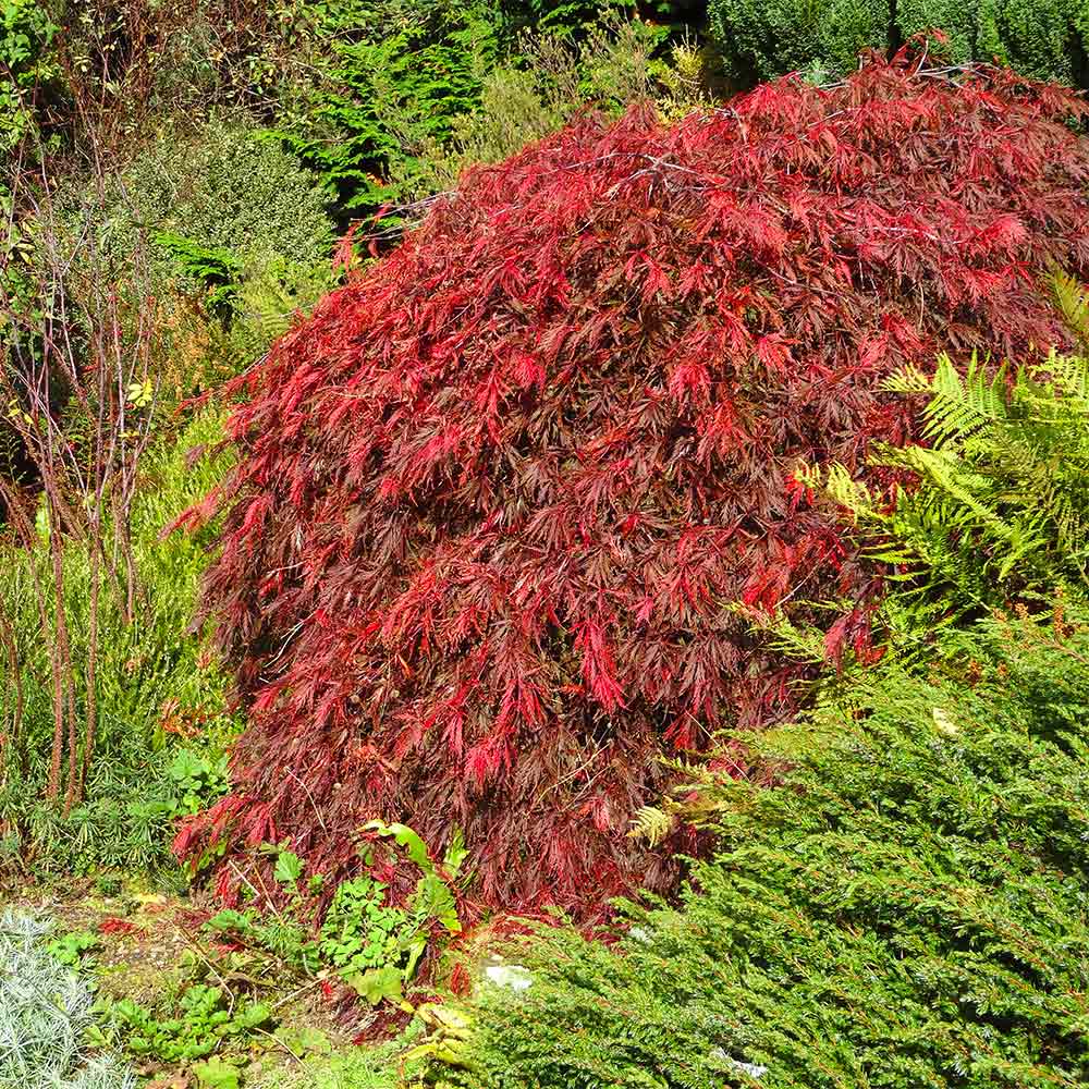 Red Select Japanese Maple
