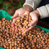 Jefferson Filbert Hazelnut Tree