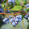 Jewel Blueberry Bush