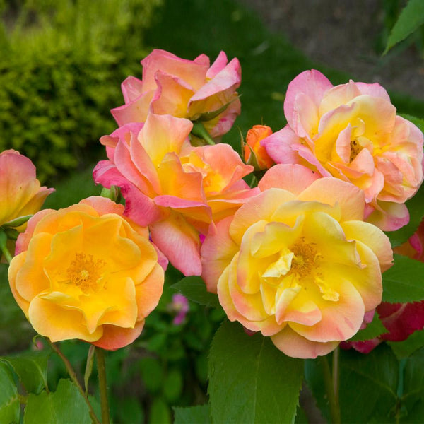 Joseph's Coat Roses for Sale | FastGrowingTrees.com